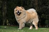 CHOW CHOW 661